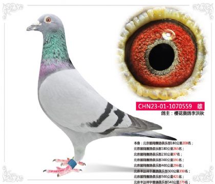 北京丰达祥宇赛鸽俱乐部540公里279名 雄