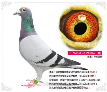 河北昊翔信鸽文化交流中心双关综合81名 雄