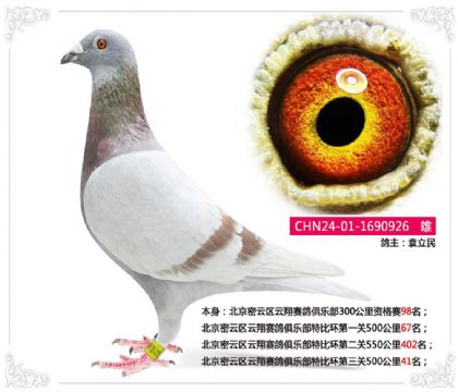北京密云区云翔赛鸽俱乐部特比环第三关500公里41名 雄