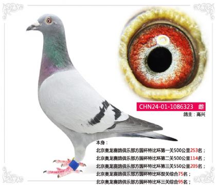 北京奥龙赛鸽俱乐部方圆杯特比环三关综合95名 雌