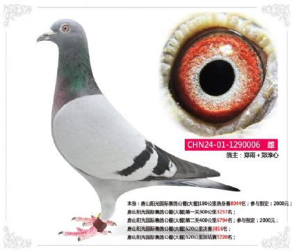 唐山阳光国际赛鸽公棚(大棚)520公里加站赛1220名 雌