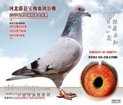 张家口蔚县宝翔赛鸽公棚500公里决赛160名 雌
