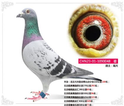 北京荣昊俱乐部500公里73名 雄