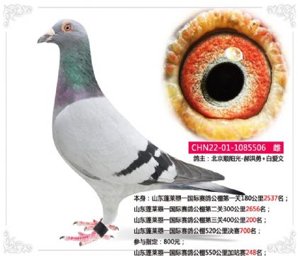 山东蓬莱曌一国际赛鸽公棚520公里决赛700名 雌
