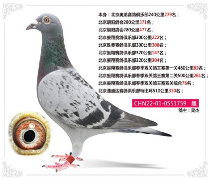 北京振翔赛鸽俱乐部春季双关鸽王赛双关综合76名 雌