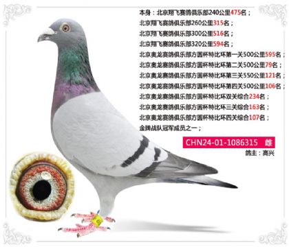 北京奥龙赛鸽俱乐部方圆杯特比环四关综合107名 雌
