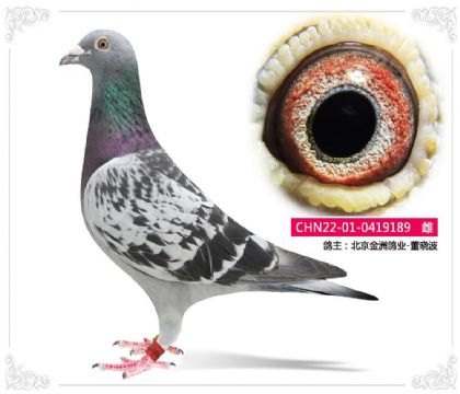 北京金洲鸽业-董晓波189 雌