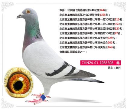 北京奥龙赛鸽俱乐部方圆杯特比环四关综合169名 雌