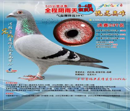 河北宏冠赛鸽春棚520公里决赛297名 雌