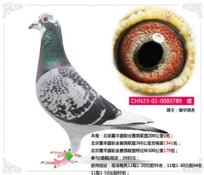 北京翼丰圆职业赛鸽联盟特比环500公里179名 雄