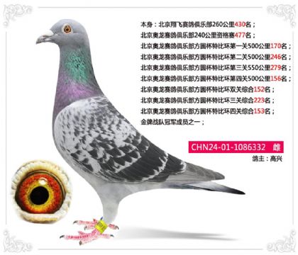 北京奥龙赛鸽俱乐部方圆杯特比环四关综合153名 雌