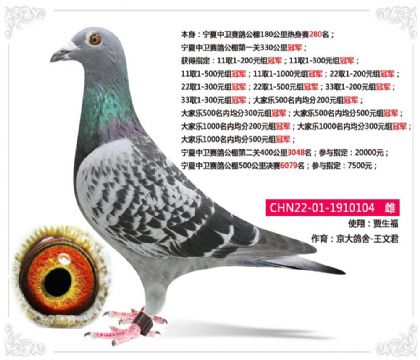 宁夏中卫赛鸽公棚第一关330公里冠军 雌