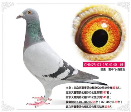 北京天翼赛鸽公棚527公里加站赛134名 雌