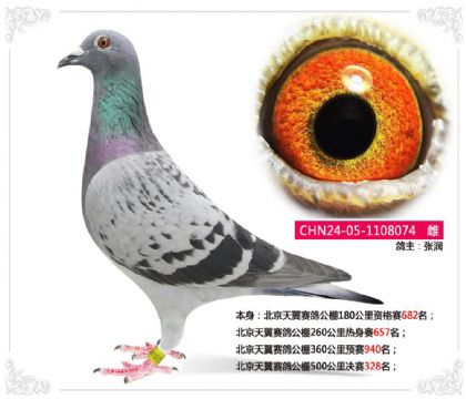 北京天翼赛鸽公棚500公里决赛328名 雌