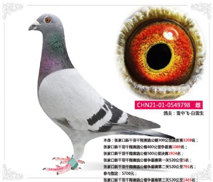 张家口新千羽千翔赛鸽公棚争霸赛第一关520公里5名 雌