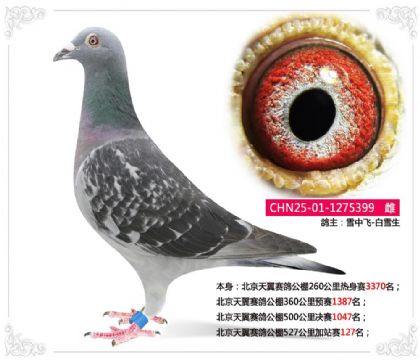 北京天翼赛鸽公棚527公里加站赛127名 雌