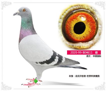 北京开创者-世界杯参赛鸽611 雌