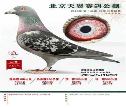 北京天翼赛鸽公棚500公里决赛497名 雄