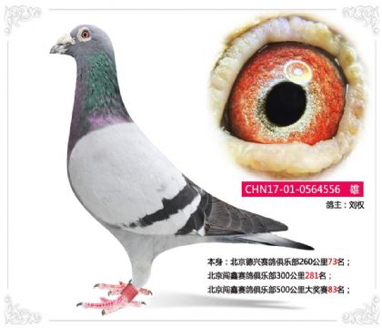 北京闯鑫赛鸽俱乐部500公里大奖赛83名 雄