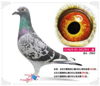 北京天翼赛鸽公棚500公里决赛351名 雌