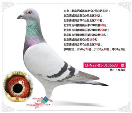 北京西城鸽会280公里北区16名 雄