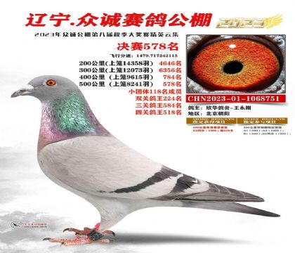 辽宁众诚赛鸽公棚500公里决赛578名 雌