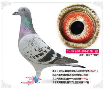 北京天翼赛鸽公棚527公里加站赛187名 雌