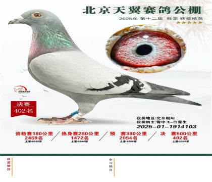 北京天翼赛鸽公棚500公里决赛402名 雄