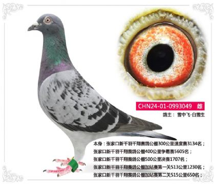 张家口新千羽千翔赛鸽公棚500公里决赛1707名 雌