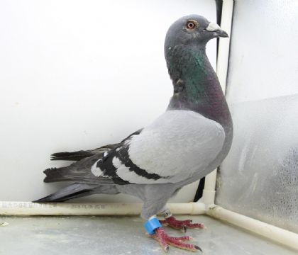 IMG_5622