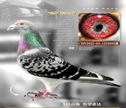 �Ǳ�������������ָ�085