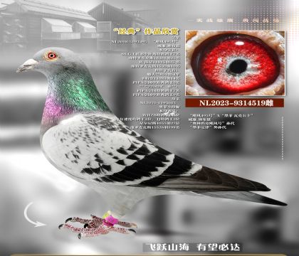 ī��쫷�ż���519