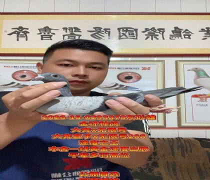 ��x���޺�288��ͬ��˳��ȫ��צ