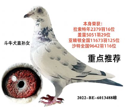 斗牛犬直孙女