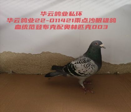 ���ǲ��������ƥ��003