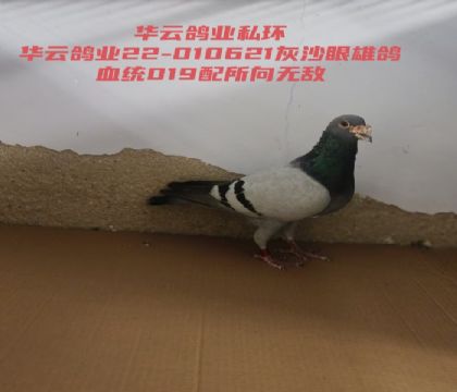 019�������޵�