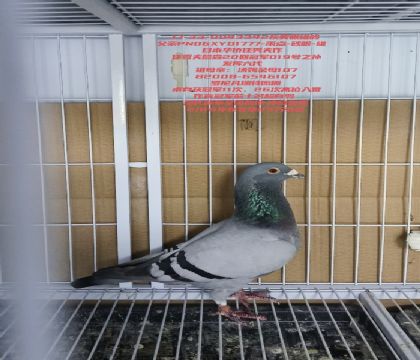 �����019�䷲����ԭ��ֱ���ھ�����Դͷ