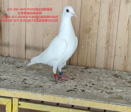��Ů��Ѫ�������149�乫�����452