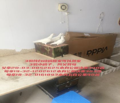 ͬ����ĸ3�𴿰��׸�ؼҿ������