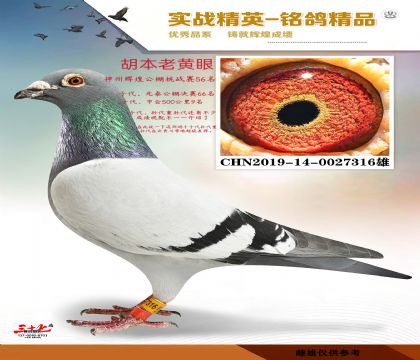 ���ݻԻ͹���   56��
