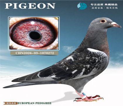 ������߱��֡�С�Ͽ���X³��ֱŮ��
