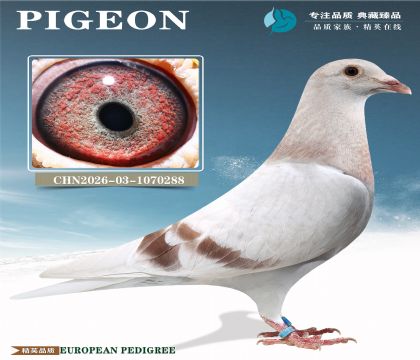 �Ͽ˷��ǲ��ˡ��������塱