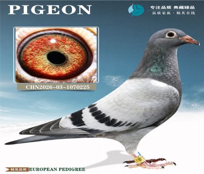 ���־�������ϵ���ܽ�ͷX�츣��