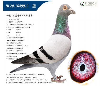 杨范德帕斯父女原舍(大奔直子)