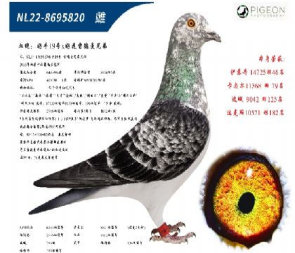 雷德曼兄弟(好花,速度金母-直女)