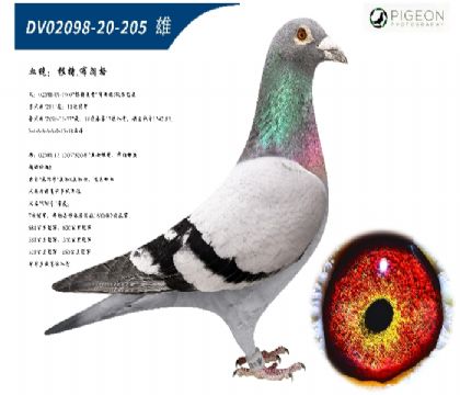 根特布朗格无环号直孙(速度之王)