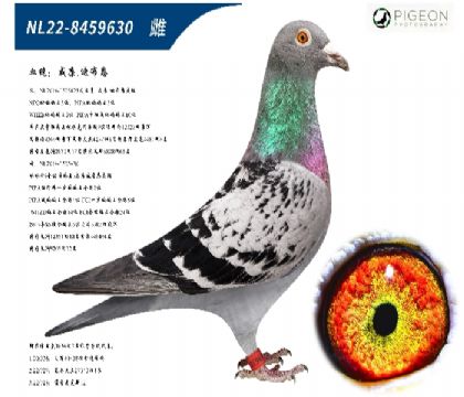 威廉迪布恩原舍(天王星直女)
