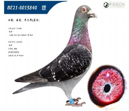 威力丹尼斯原舍(超级种公)