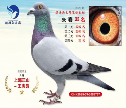 ��������ӥ����33��