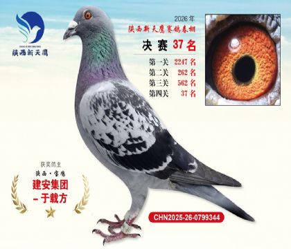 ��������ӥ����37��
